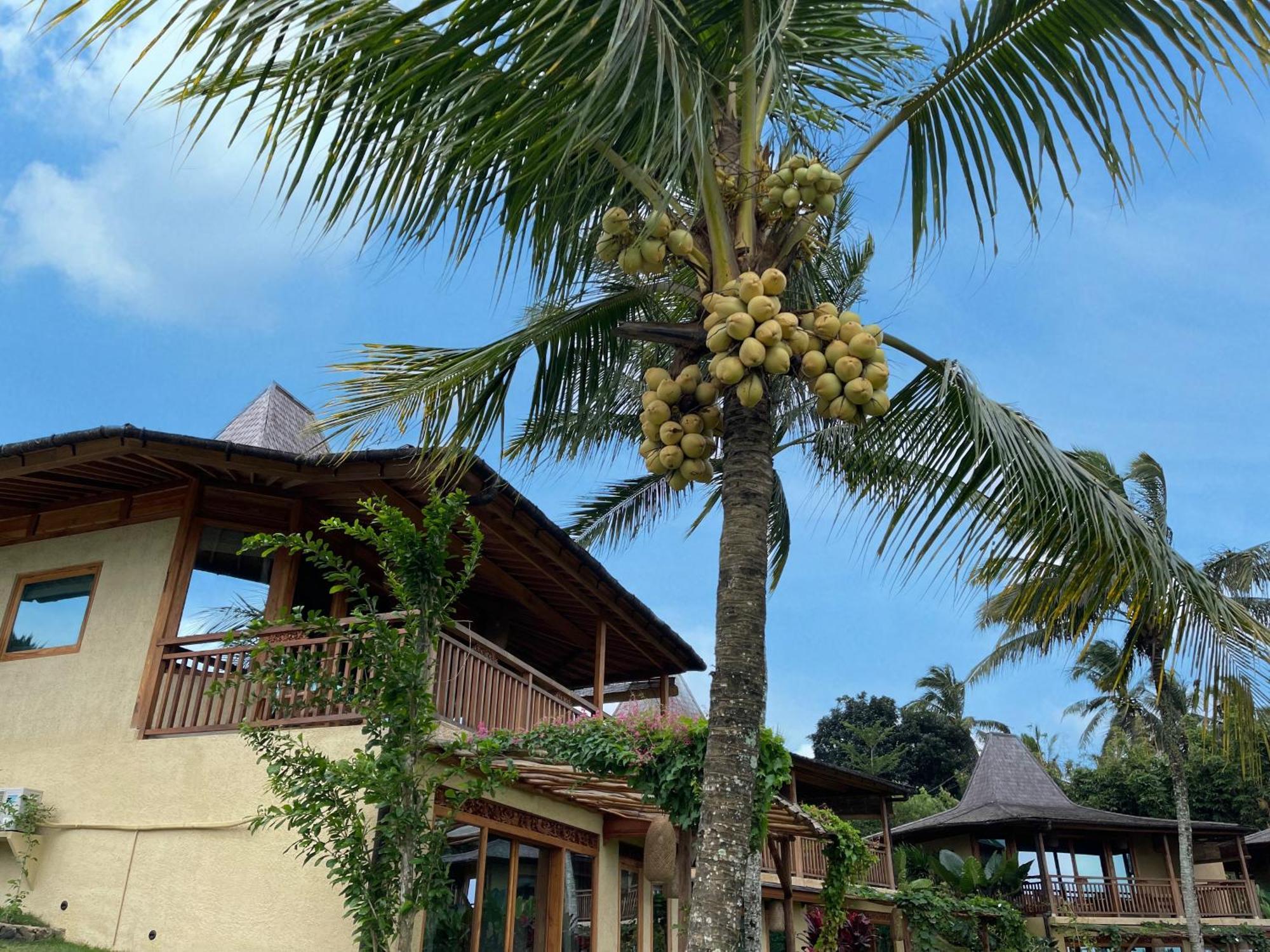 Puri Dajuma Terrace Eco Lodge & Spa Selemadeg  المظهر الخارجي الصورة