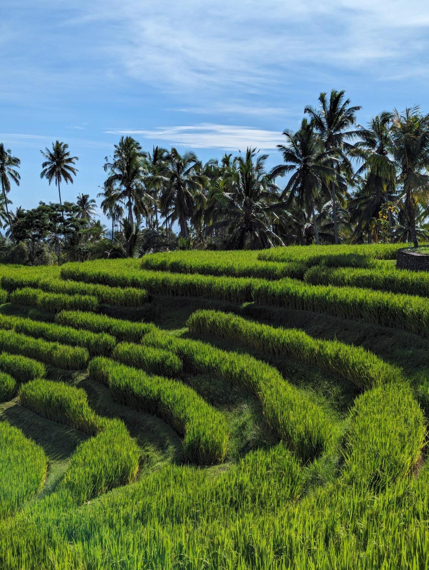 Puri Dajuma Terrace Eco Lodge & Spa Selemadeg  المظهر الخارجي الصورة