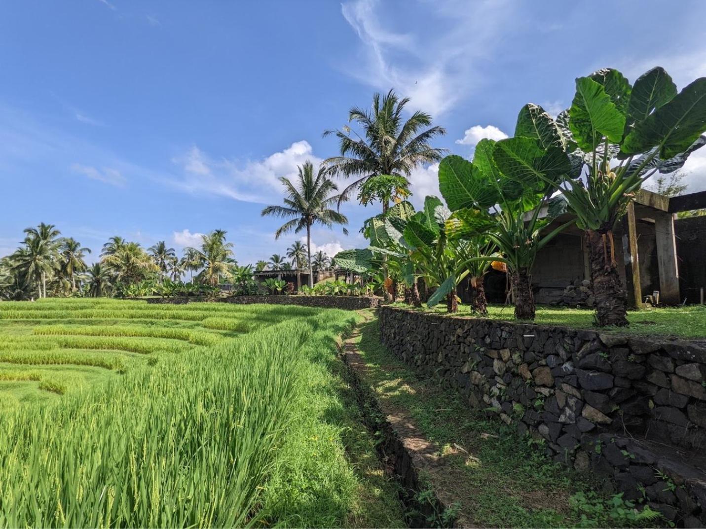 Puri Dajuma Terrace Eco Lodge & Spa Selemadeg  المظهر الخارجي الصورة